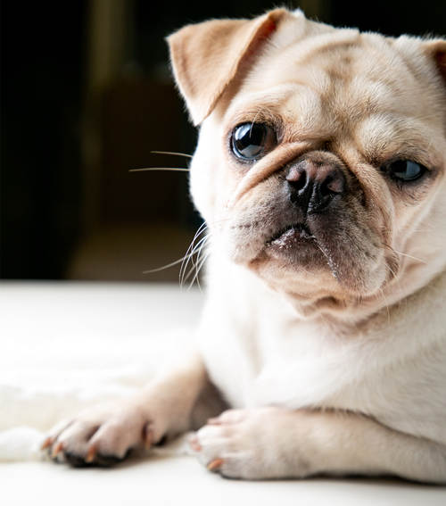 巴哥犬多少錢一只 巴哥犬價格介紹