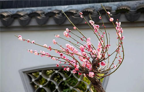 2019深圳迎春花市將開鑼!會展中心花場選購攻略