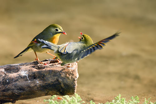 什么鳥(niǎo)最粘人 最粘人的十種鳥(niǎo)