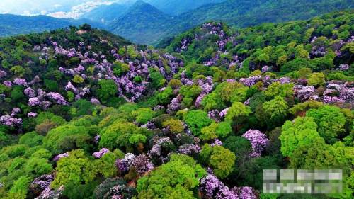 2019梧桐山毛棉杜鵑花會(huì)已開幕 免費(fèi)提供導(dǎo)賞服務(wù)