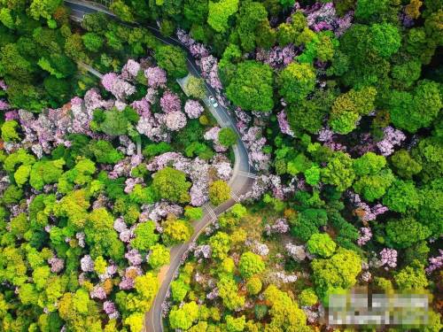 2019梧桐山毛棉杜鵑花會(huì)已開幕 免費(fèi)提供導(dǎo)賞服務(wù)