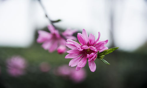 桃花位是什么 2019桃花位如何確定