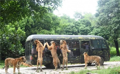 錯過等明年！99.9元瘋搶深圳野生動物園全天門票