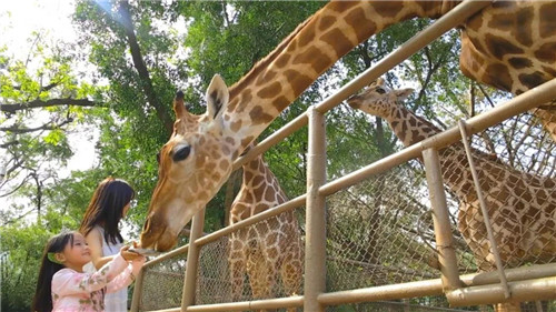 錯過等明年！99.9元瘋搶深圳野生動物園全天門票