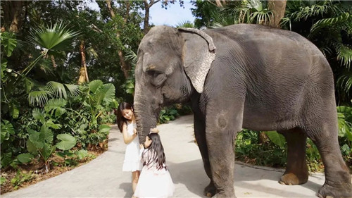 錯過等明年！99.9元瘋搶深圳野生動物園全天門票