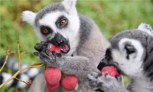 錯過等明年！99.9元瘋搶深圳野生動物園全天門票