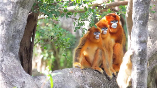 錯過等明年！99.9元瘋搶深圳野生動物園全天門票