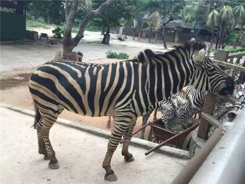 錯過等明年！99.9元瘋搶深圳野生動物園全天門票