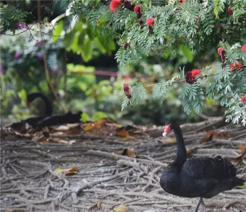 錯過等明年！99.9元瘋搶深圳野生動物園全天門票