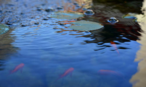 別墅魚(yú)池如何布局風(fēng)水好 別墅魚(yú)池風(fēng)水禁忌