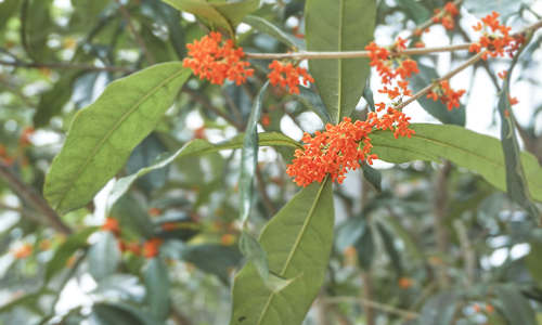 桂花樹是鬼樹嗎 門前種桂花樹風(fēng)水好嗎