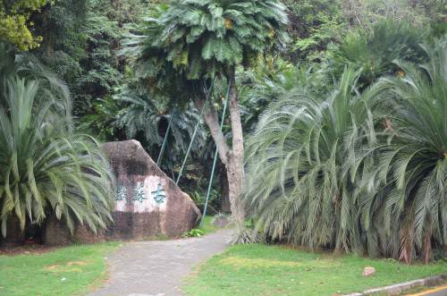 2019深圳仙湖植物園攻略 里面有紅遍IG的仙人掌園