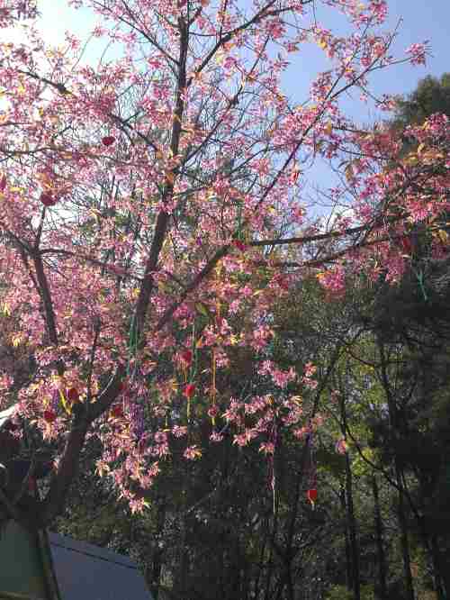 2019大理蝴蝶泉門票多少錢 蝴蝶泉門票優(yōu)惠政策