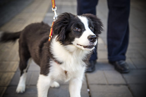 寵物牧羊犬有哪些品種 牧羊犬品種大全