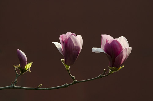 韓國(guó)的國(guó)花是什么花 木槿花的寓意