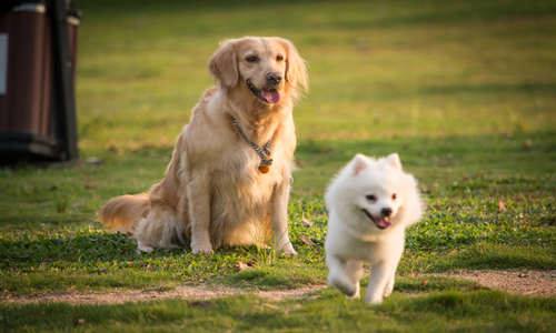 深圳養(yǎng)犬人注意 十個(gè)一養(yǎng)犬模式將向全市推廣