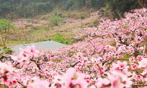 家門前可以種桃花樹嗎 家門前種桃花樹風水好處