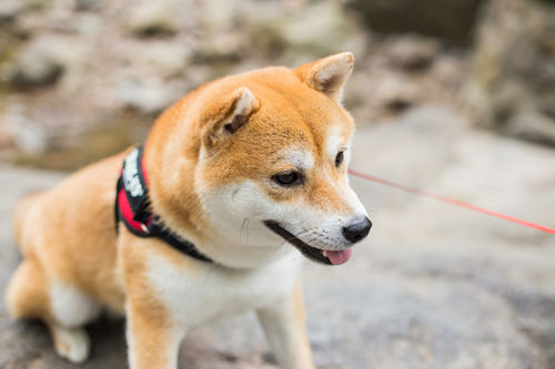 柴犬能吃水果嗎 柴犬能吃什么水果