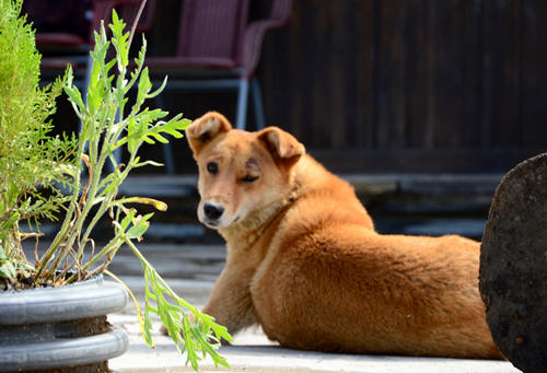 中華田園犬或將移出《深圳市禁養(yǎng)烈性犬名單》