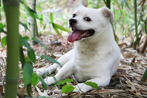 中華田園犬或將移出《深圳市禁養(yǎng)烈性犬名單》