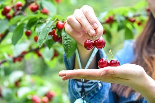 廣州周邊哪里可以摘水果 夏季水果采摘好去處