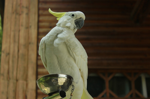 小葵花鳳頭鸚鵡多少錢 小葵花鳳頭鸚鵡