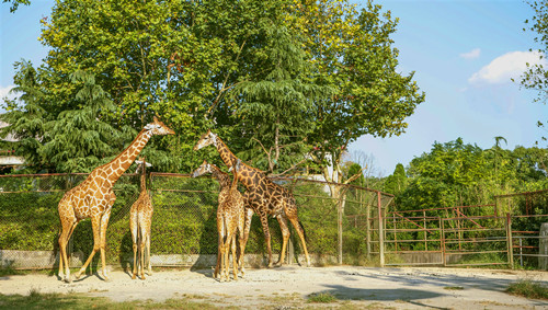 南昌動物園門票價格及開放時間介紹