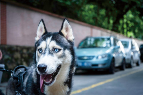 深圳各區(qū)狂犬病預(yù)防處置門診地址電話一覽表