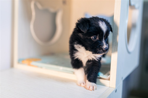 邊境牧羊犬怎么看純種 邊境牧羊犬怎么訓練