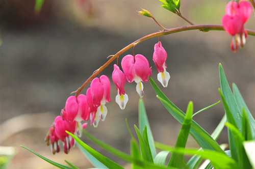 陳村花卉世界有什么玩 陳村花卉世界要門(mén)票嗎