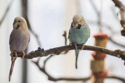 寵物鳥種類寵物鳥大全 寵物鳥種類