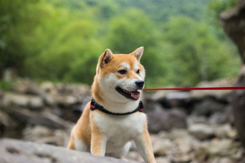 柴犬咬人嗎 怎么訓(xùn)練柴犬才會(huì)不咬人