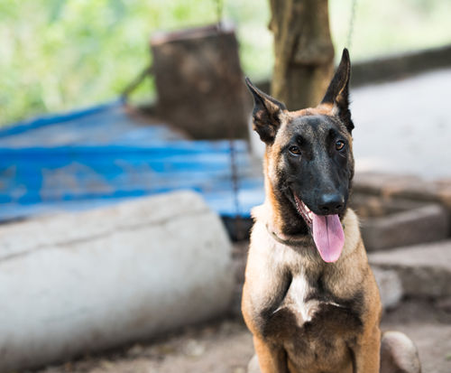 黑背犬多少錢一只 部分地區(qū)黑背狗價(jià)格行情