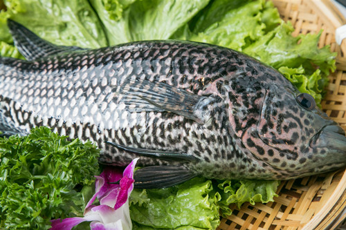 石斑魚是海水魚還是淡水魚 石斑魚的營養(yǎng)和功效