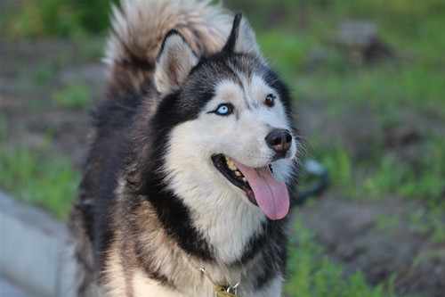 阿拉斯加犬性格特點 阿拉斯加犬性格溫順嗎