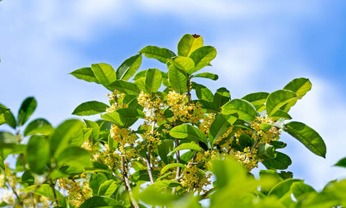 桂花樹有哪些風(fēng)水作用 桂花樹擺放風(fēng)水