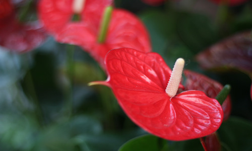 紅掌的風(fēng)水意義是什么 紅掌擺放風(fēng)水