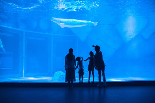 上海海洋水族館門(mén)票價(jià)格及開(kāi)放時(shí)間介紹