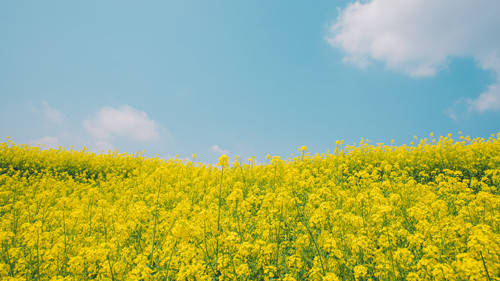 四川去哪里看油菜花 7個最佳賞油菜花景點