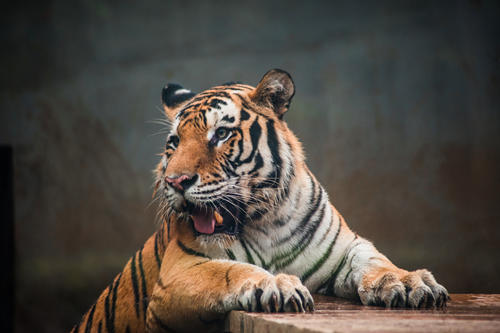 做夢夢到動物園什么意思