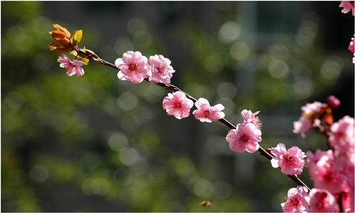 2020家庭風(fēng)水桃花位在哪 桃花位布局