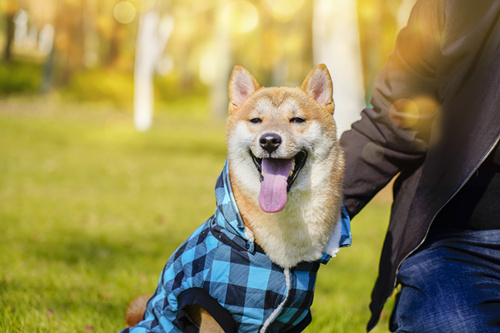 秋田犬價(jià)格 秋田犬一般多少錢(qián)