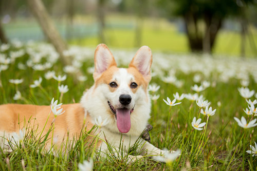 柯基犬好養(yǎng)嗎 柯基應(yīng)該怎么養(yǎng)