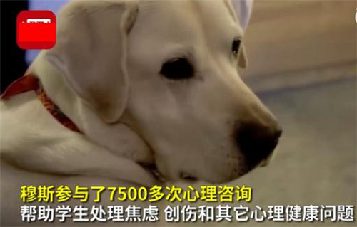 8歲治療犬獲博士學(xué)位怎么回事 為什么能獲得學(xué)位