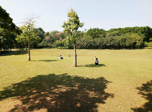 2020深圳適合野餐的公園安利 這幾個(gè)不容錯(cuò)過(guò)