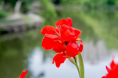 深圳中心公園有什么花 中心公園賞花指南