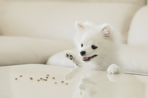 小型犬品種大全