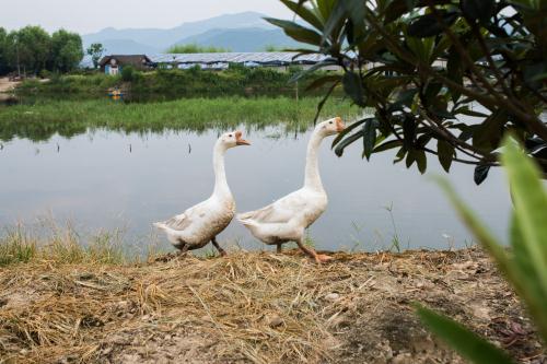 2019深圳農(nóng)家樂哪里好玩 5個(gè)農(nóng)家樂最佳選擇