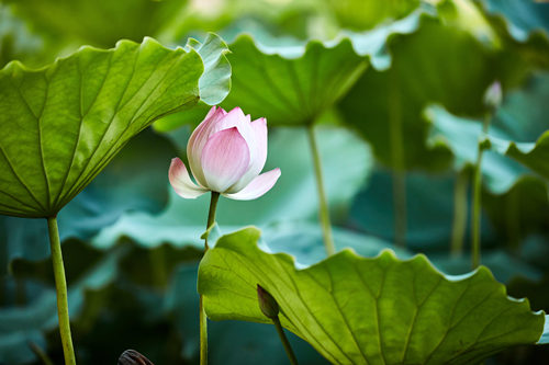 2019深圳帶老人去玩的好去處