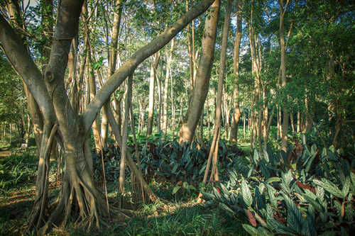 深圳蓮花山公園景點(diǎn)詳細(xì)介紹